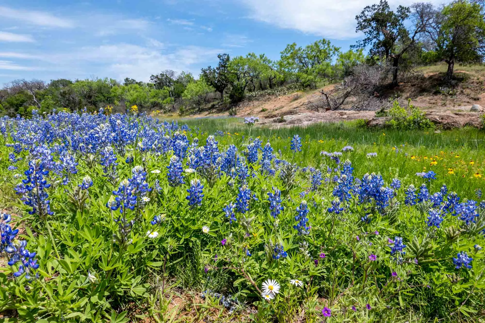 The Willow City Loop bluebonnets in bloom.