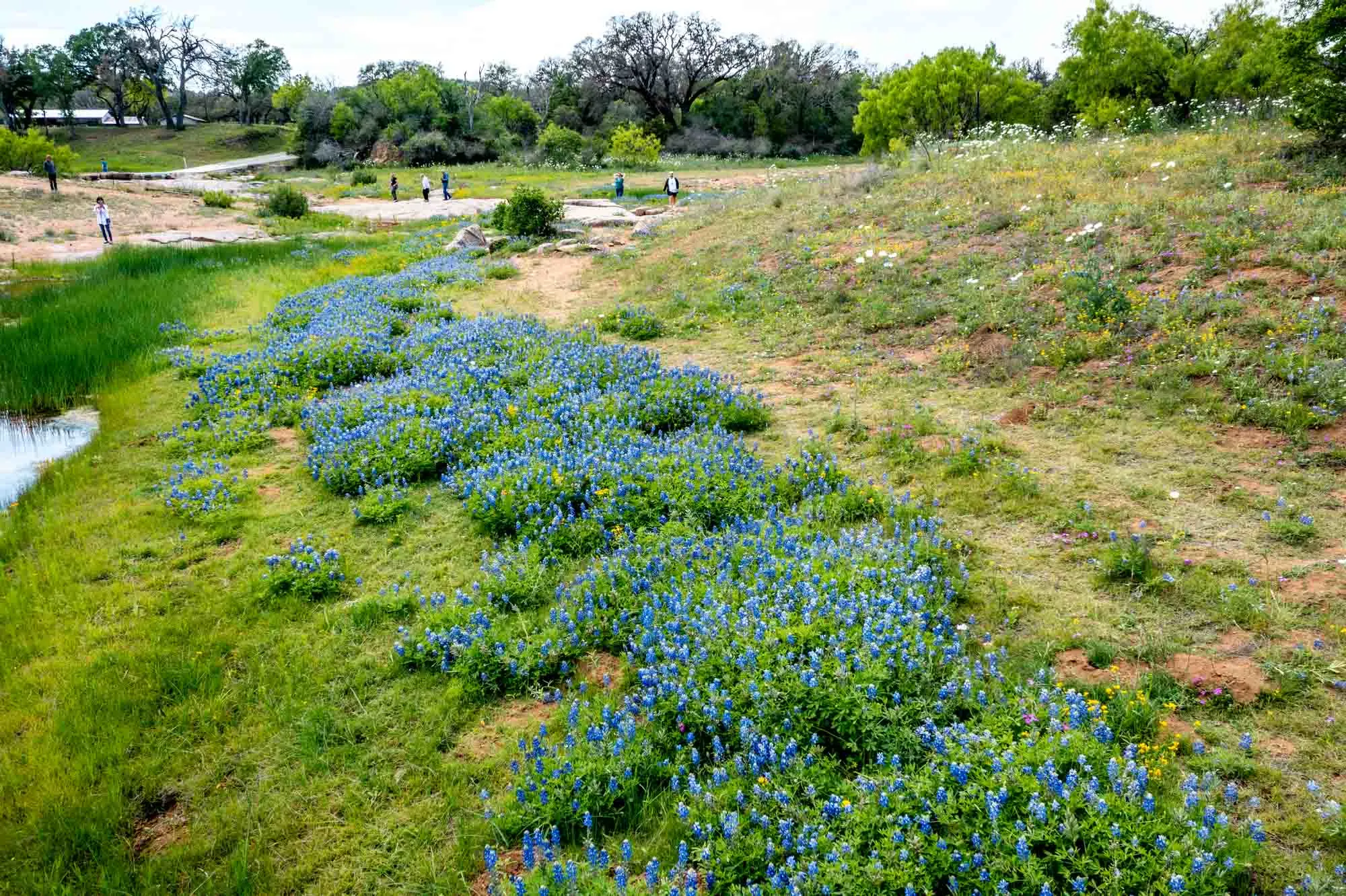 Texas bluebonnet wildflowers on hillside
