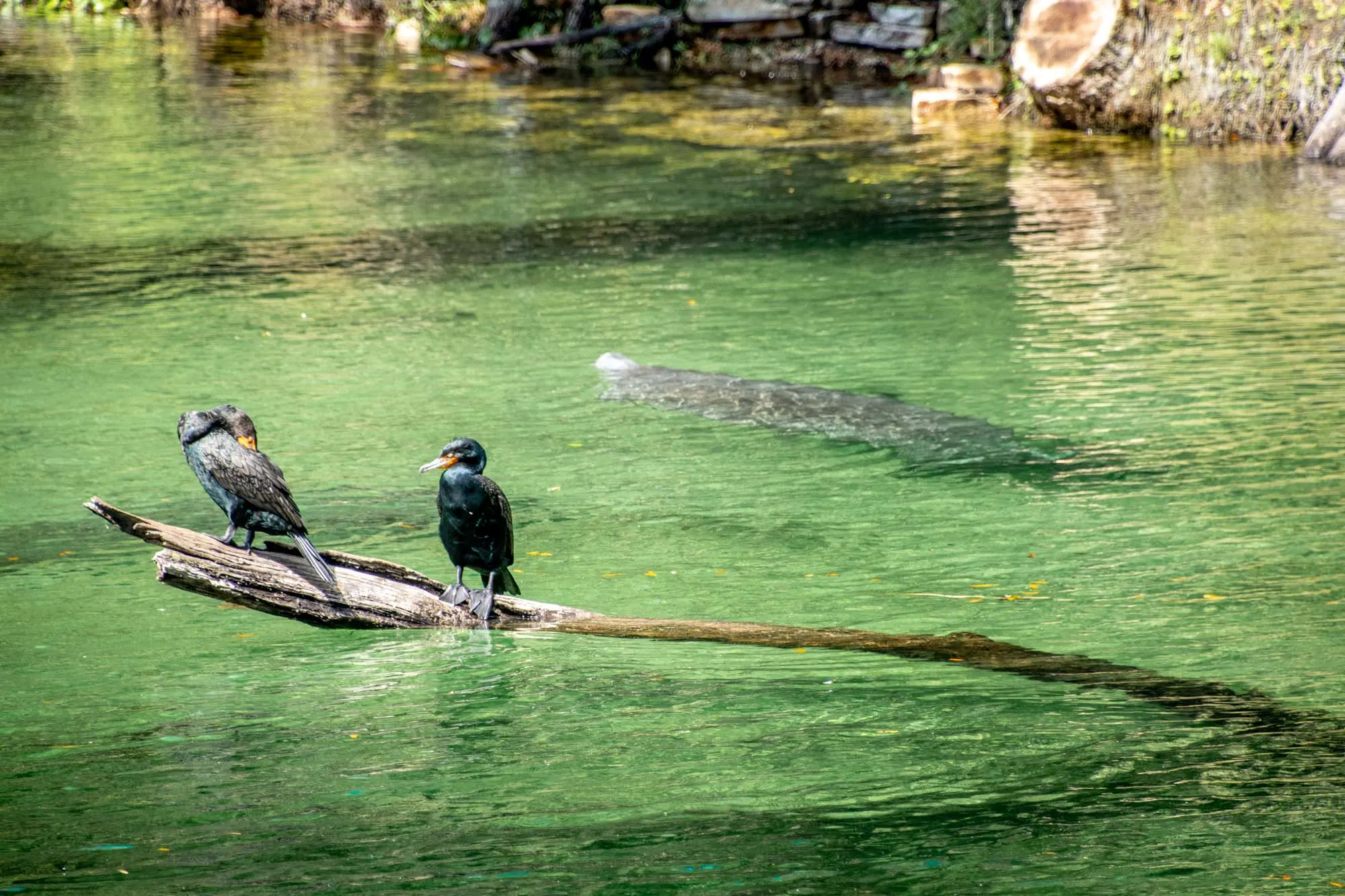 2 birds on a partially submerged log with a manatee with the background