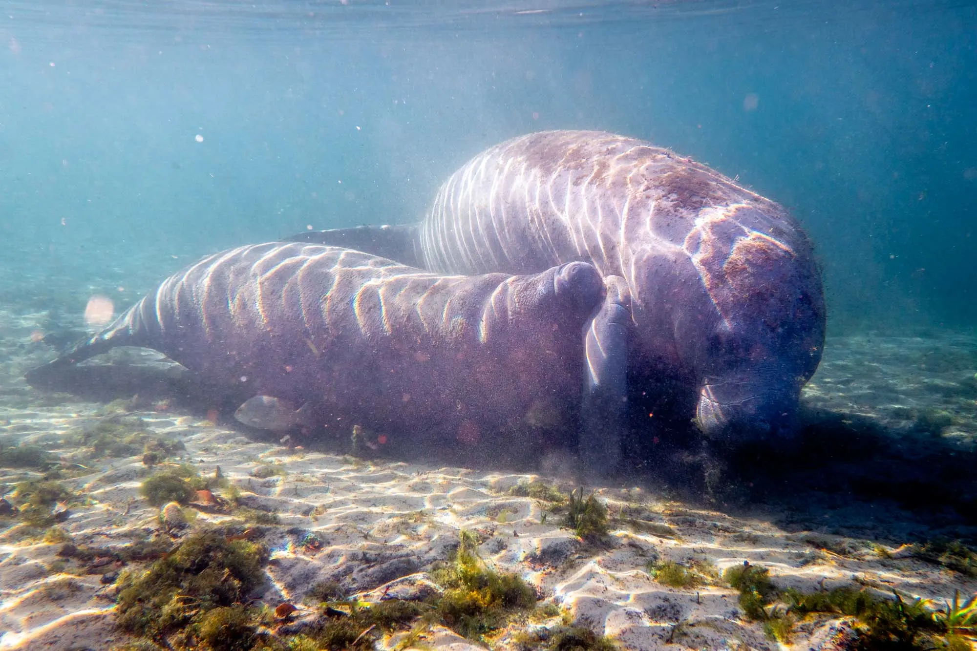 Manatees cuddling