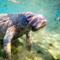 Manatee surfacing in the Crystal River, Florida