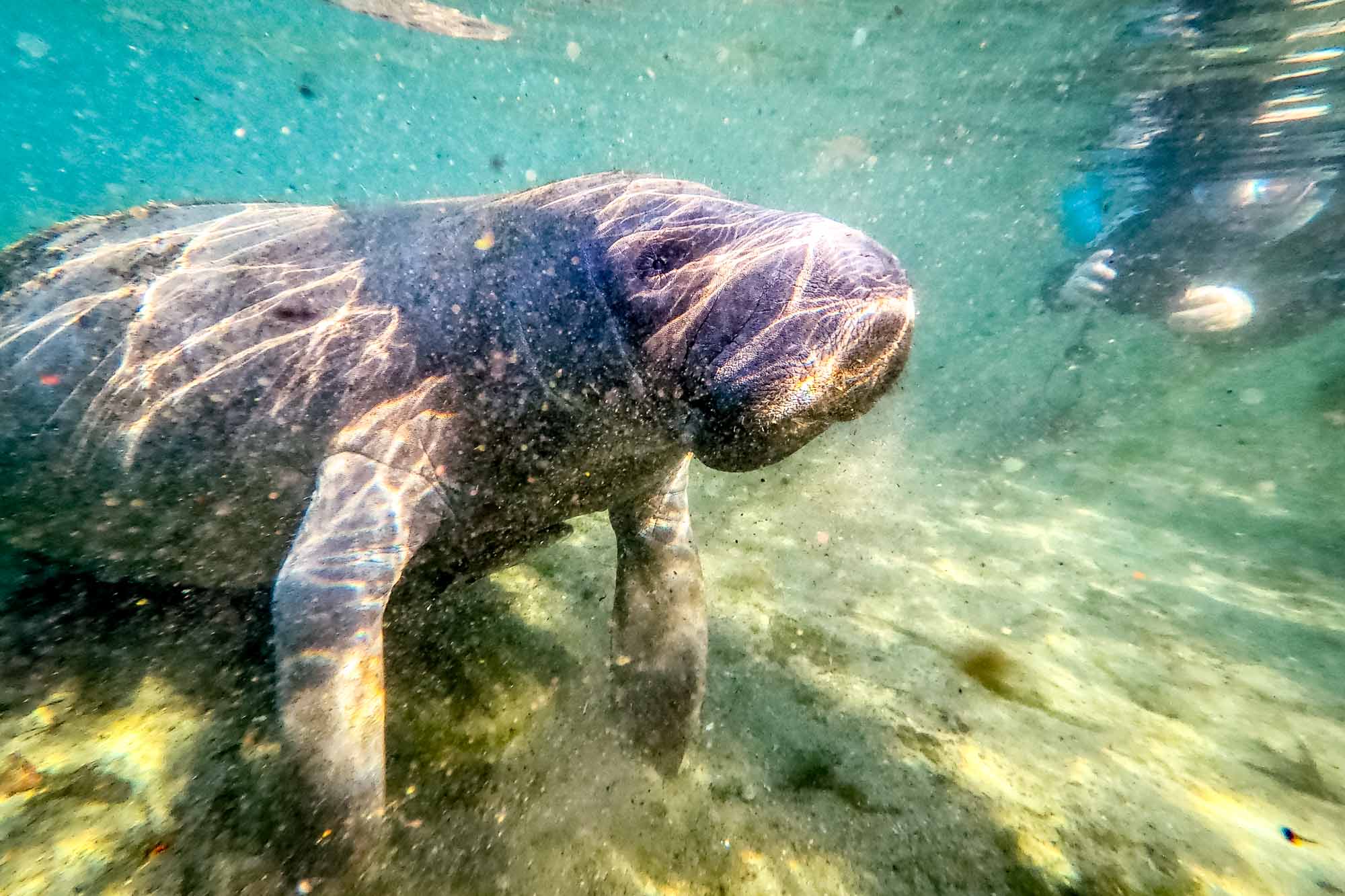 Snorkeler taking picture of manatee under water