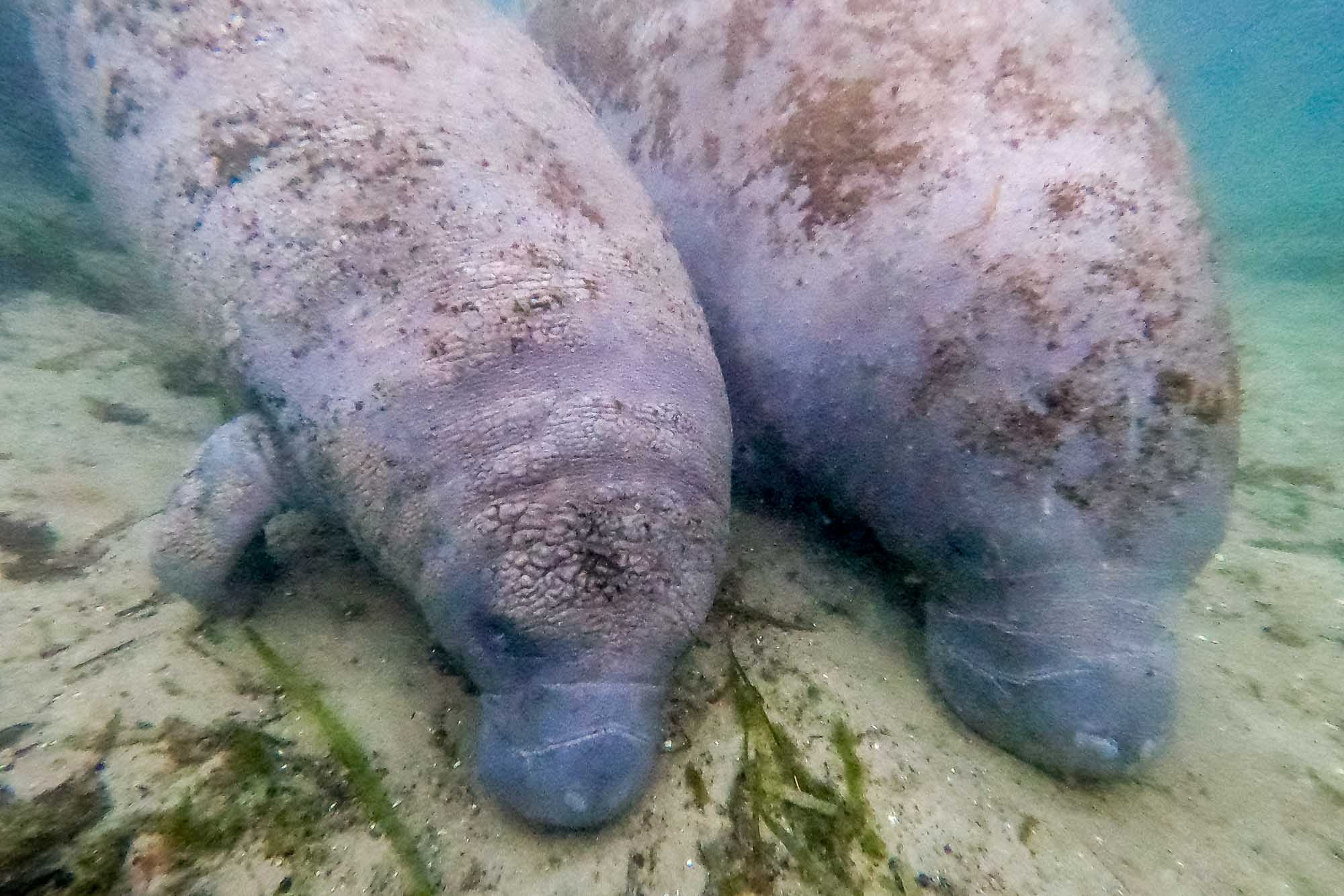Two manatees side by side on the river bottom