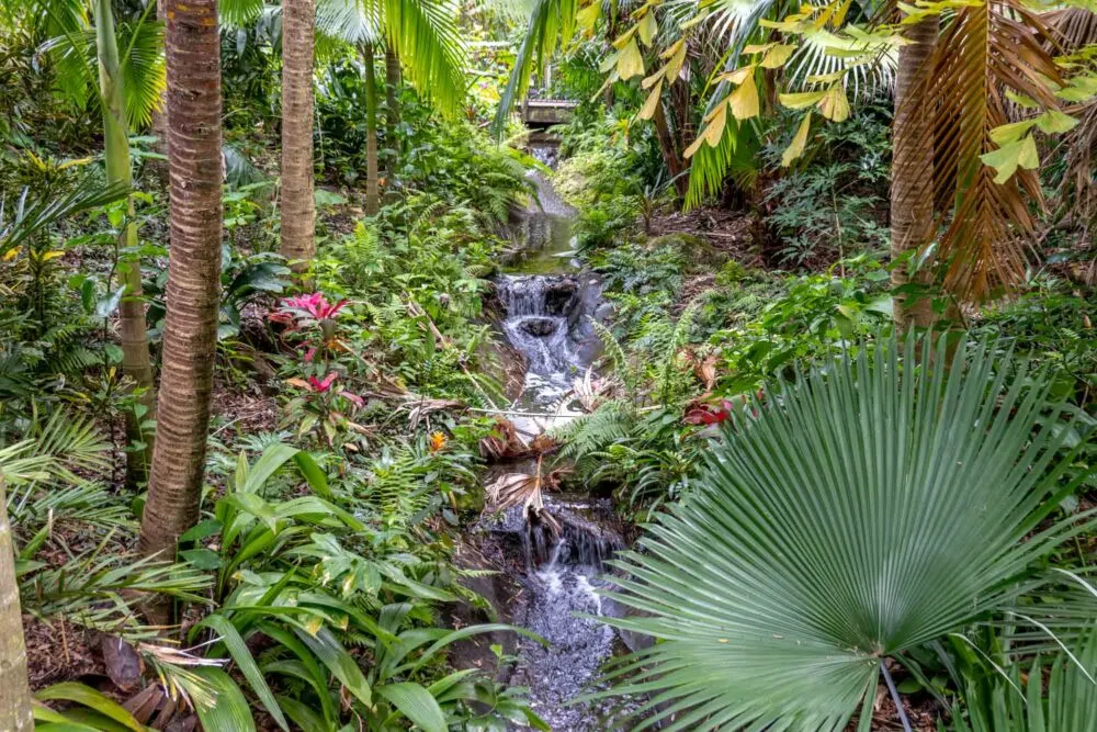 A small waterfall flowing through a tropical rainforest garden filled with trees and flowers
