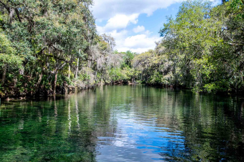 The beautiful water in Blue Spring State Park in Florida