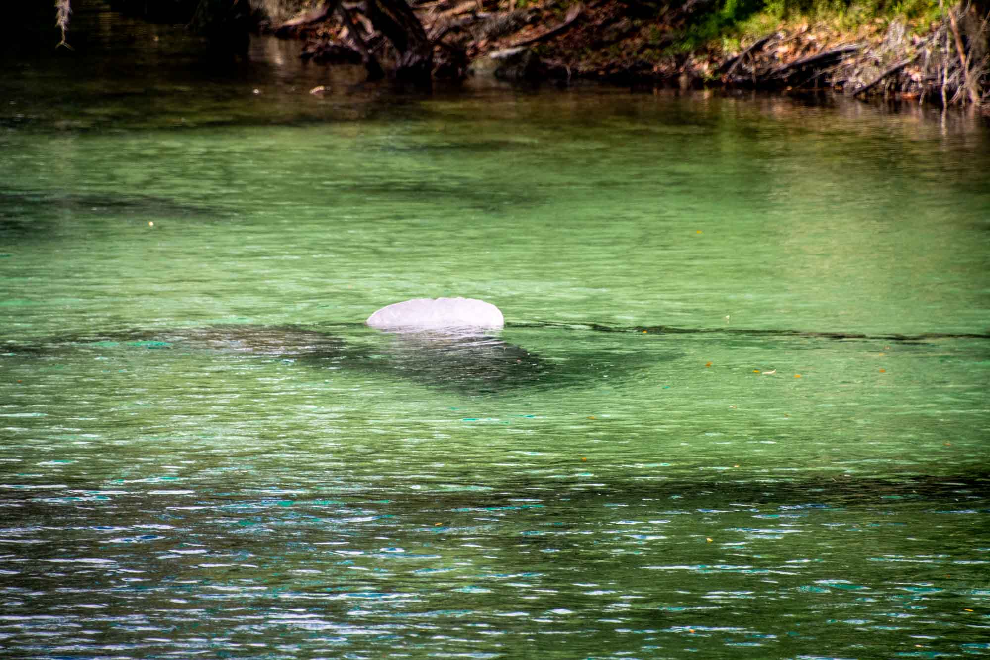 Manatee tail above the water