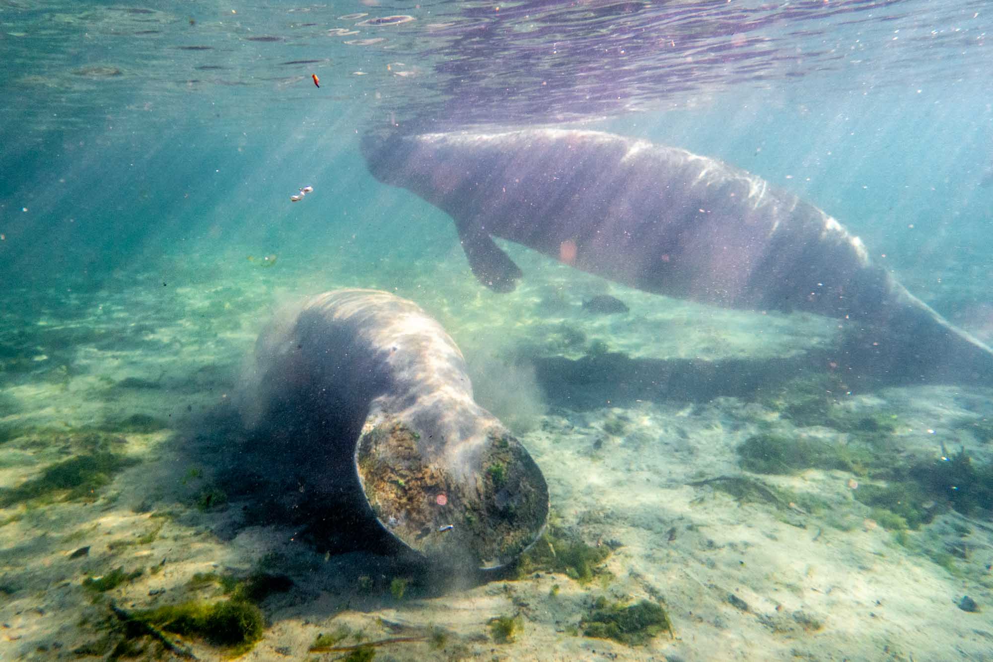 Two manatees in river, one surfacing to breath