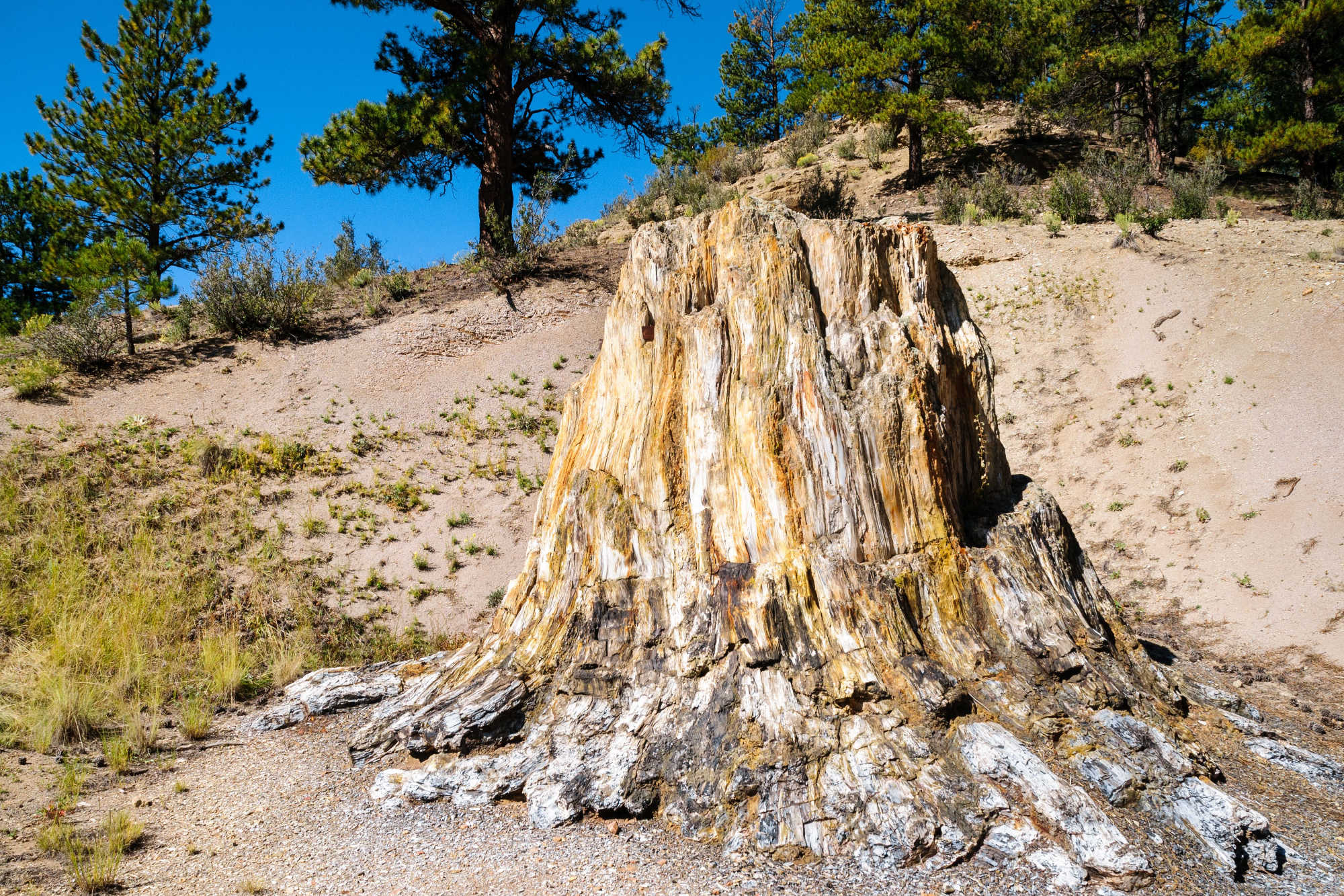 Giant petrified tree truck on sandy hillside