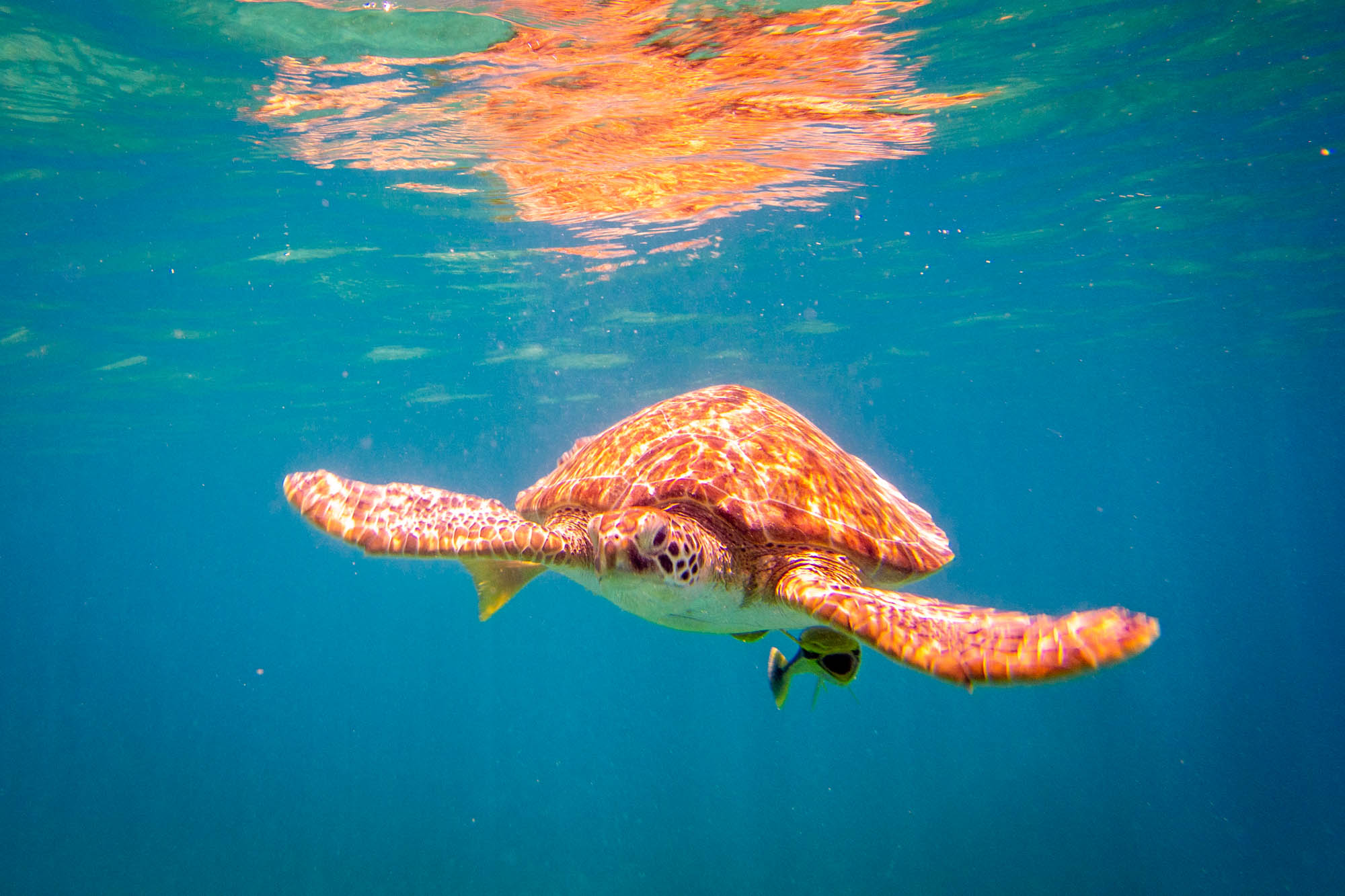 Close up of a sea turtle swimming in the ocean