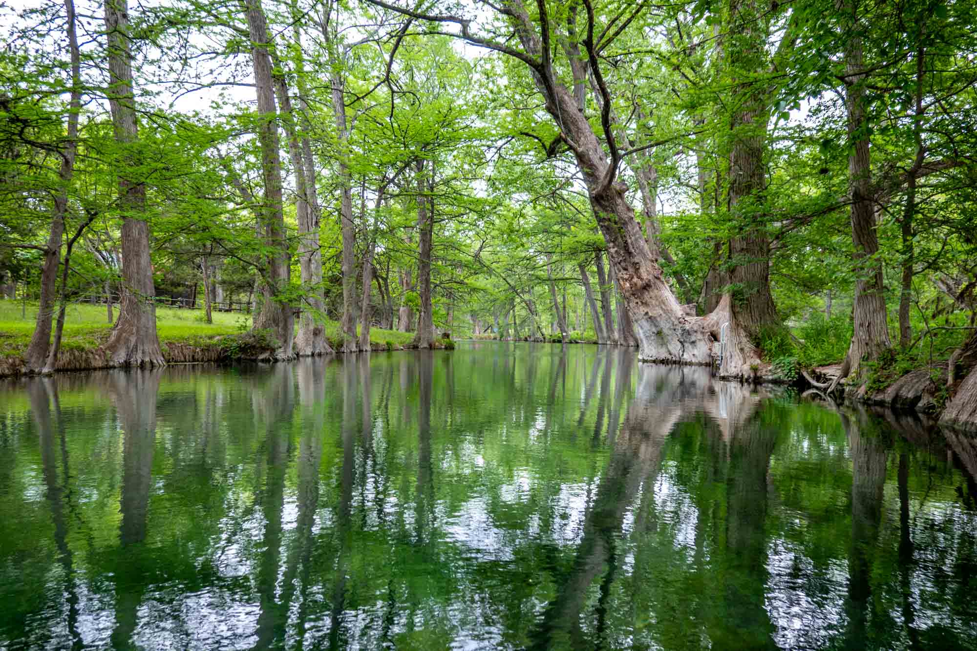 Cypress trees lining the sides of a natural swimming hole