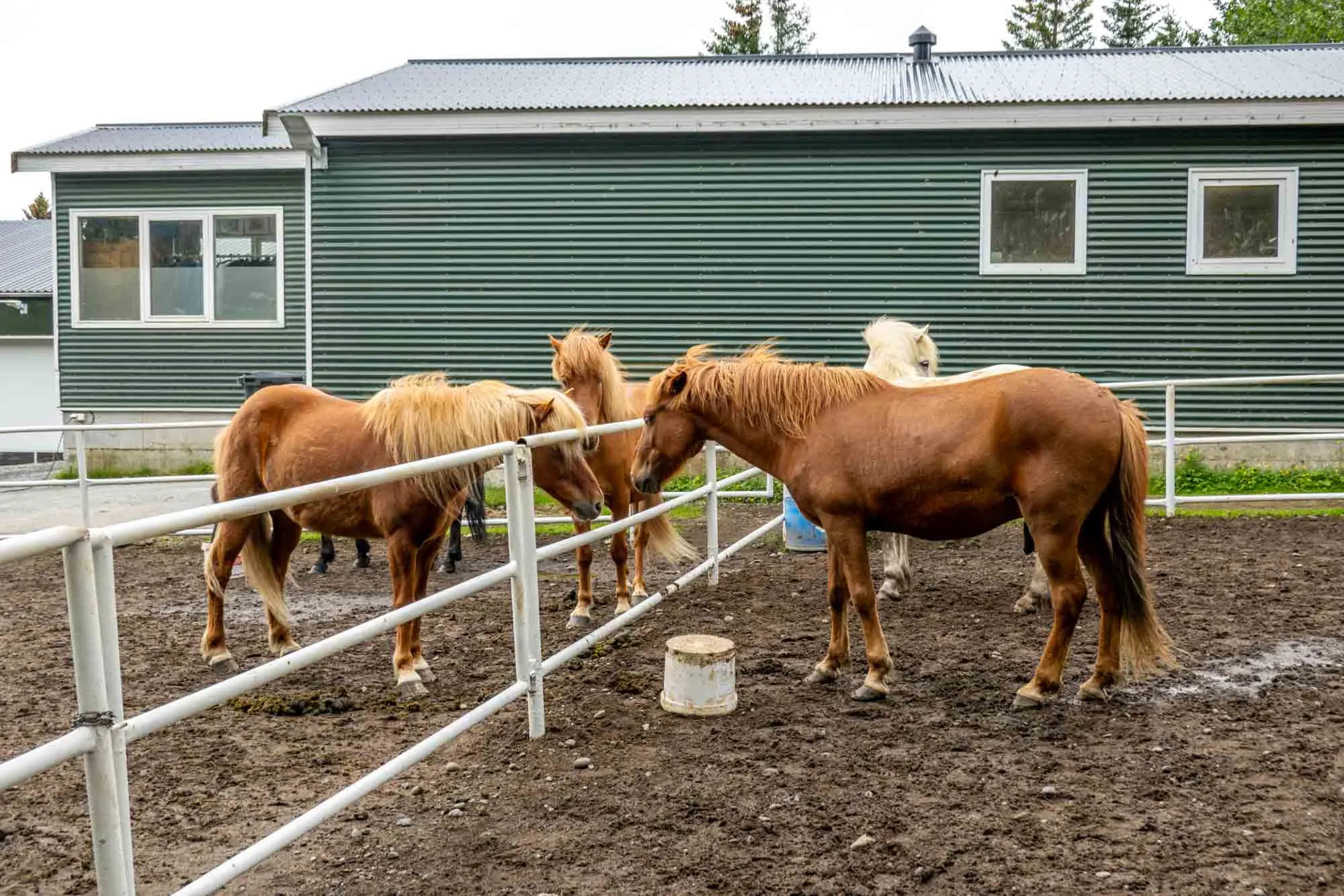 Fridheimar horses