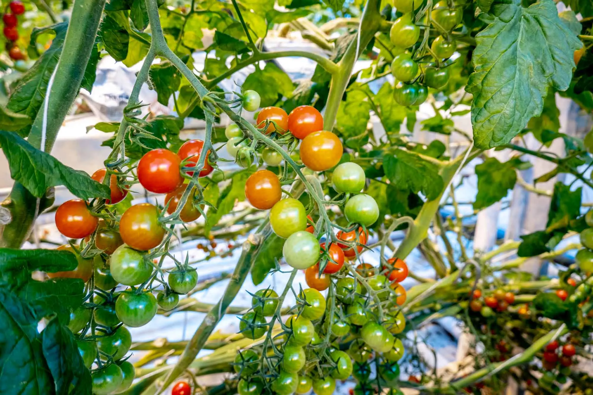 Tomatoes ripening on vine