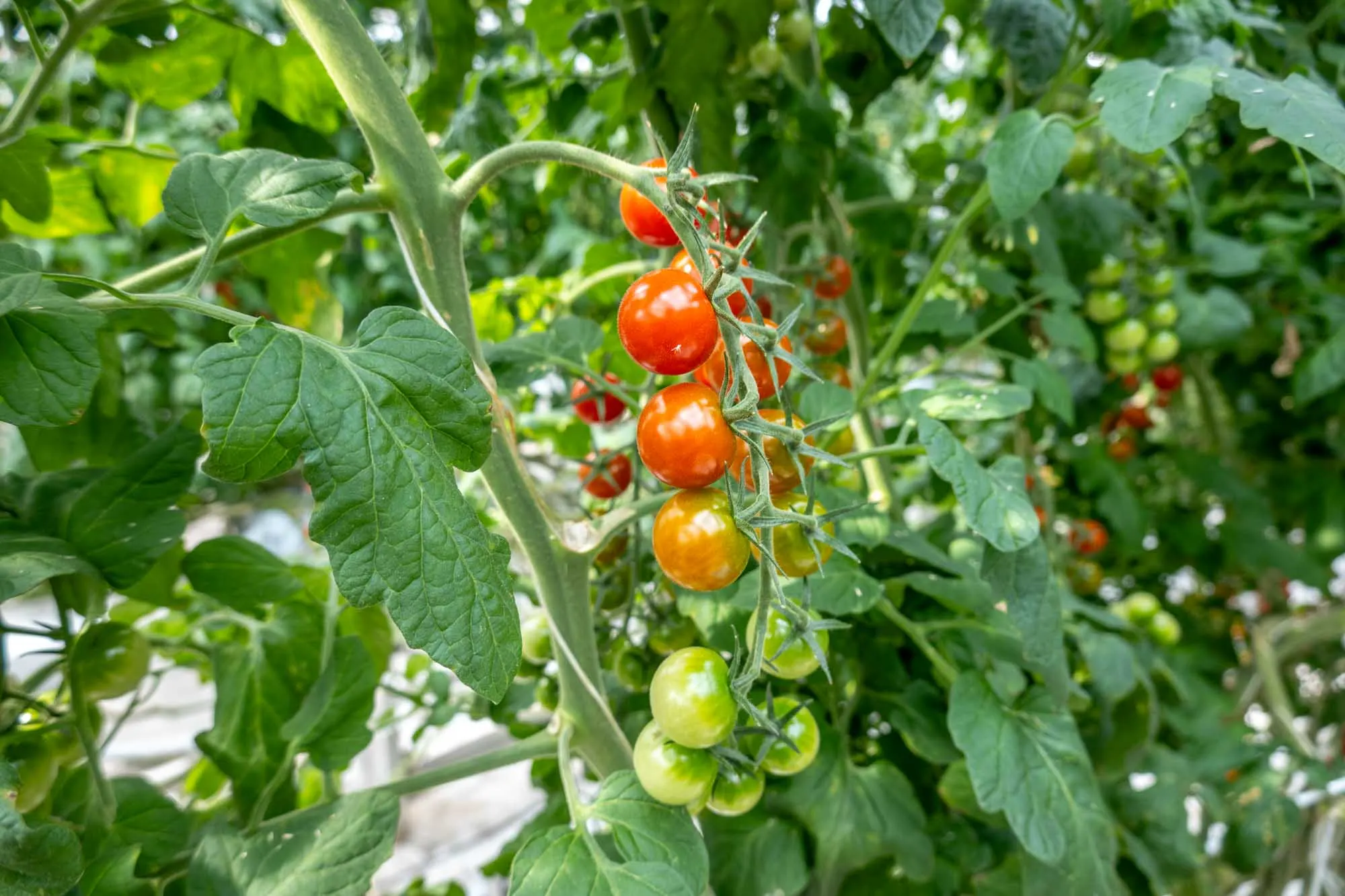 Tomatoes on the vine