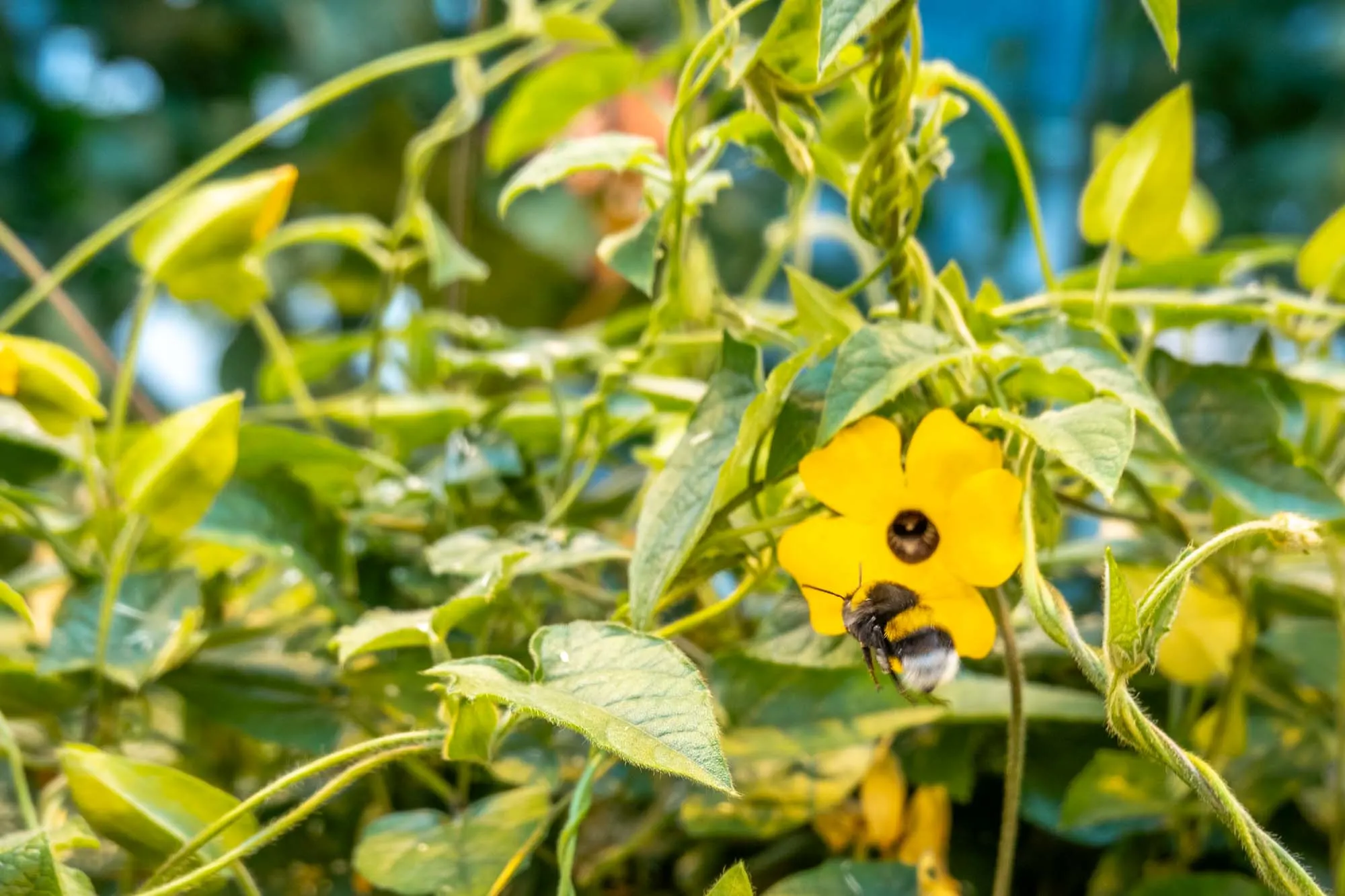 Bee on flower