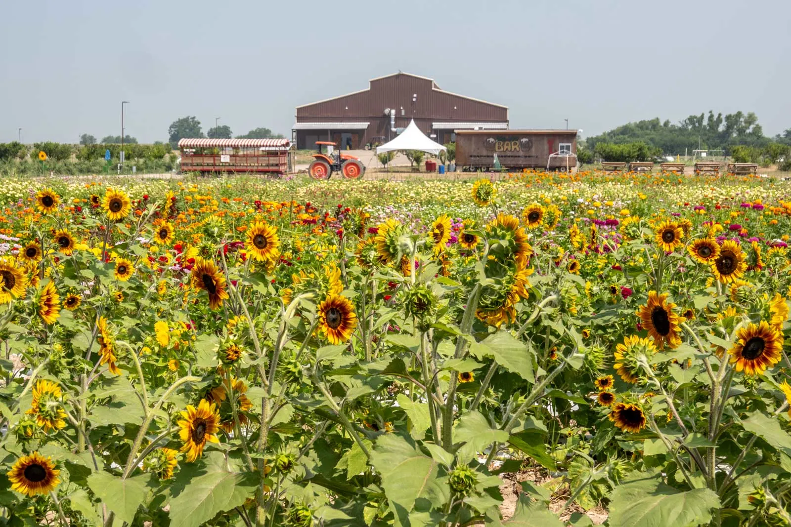 Sunflower field with a barn and wagon in the background