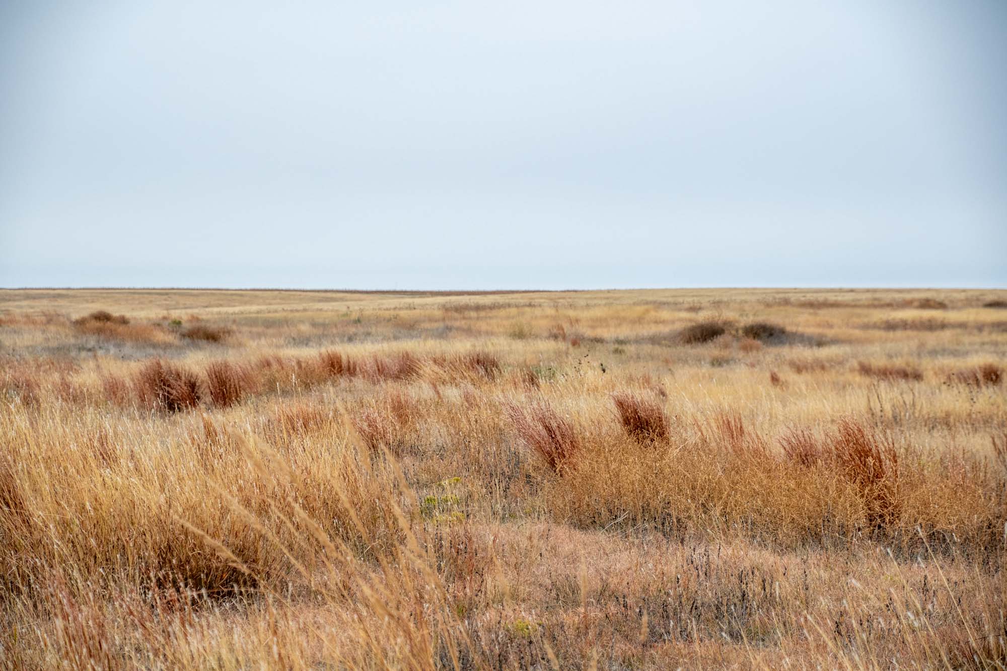 Grasses growing on the Kansas prairie