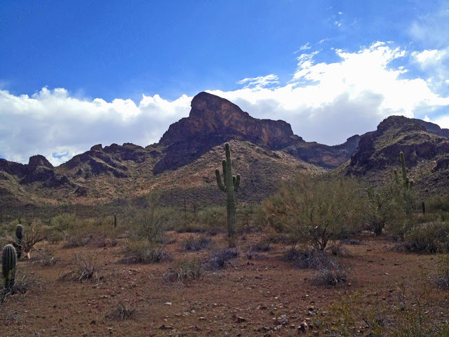 Cactus in the Arizona desert