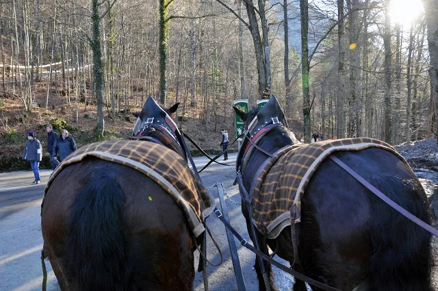 Back of horses pulling carriage at Neuschwanstein Castle