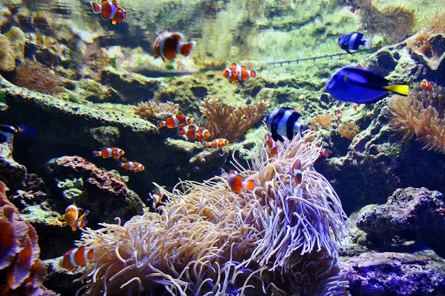 Nemo at the Vancouver Aquarium