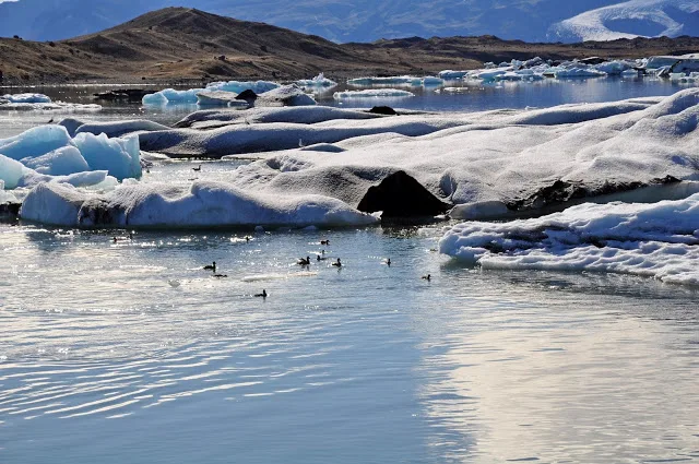 Ducks and glacier pieces in Jokulsarlon Lagoon in Iceland